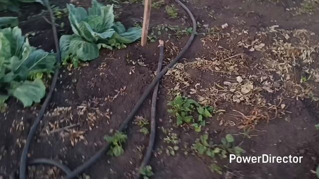 🏡 Домашний влог. Огород, котята. смотреть онлайн