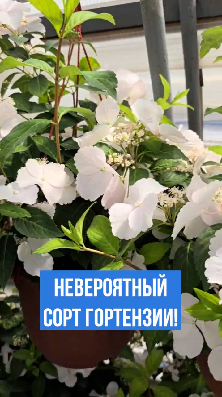 Почему этот сорт гортензии так хорош?