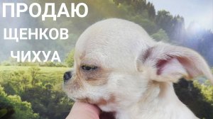 Уважаемые покупатели, начинайте с вопроса «ЦЕНА?», зачем вам ответы о том, что не подходит по ЦЕНЕ.