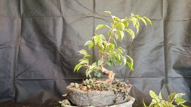 √6 фикус 111 (Бонсай)