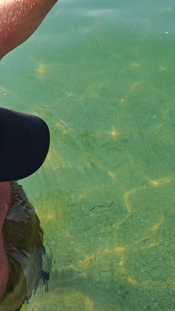 14.07.25. #крым #яковенково #черноеморе #дельфины #отдыхдикарями смотреть онлайн