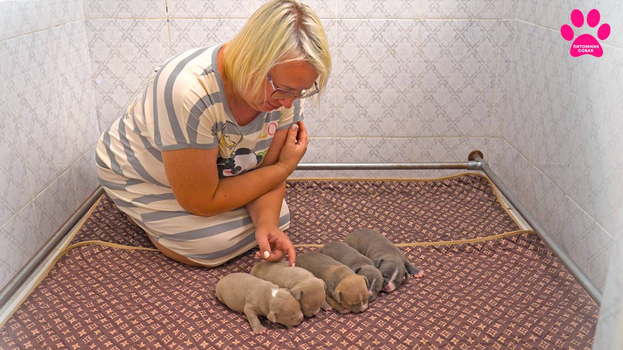 Стало меньше на одного щенка. К сожалению, один щенок... Что случилось? Теперь их пять. смотреть онлайн