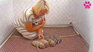 Стало меньше на одного щенка. К сожалению, один щенок... Что случилось? Теперь их пять.