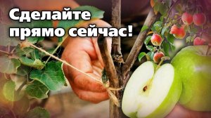 Так формируют и обрезают яблони летом. Мастер-класс от опытного агронома