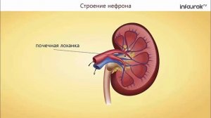37. Выделение и его значение. Органы мочевыделения