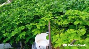 Первый подкоп