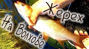 Жерех на Волхове рыбалка