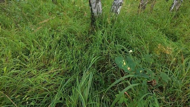 Куда нас понесло и что из этого вышло смотреть онлайн