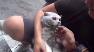 Пожарные спасли жильцов дома и реанимировали кота при пожаре в Чебоксарах