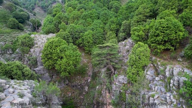 Леса танцуют в такт каждой новой ноте - Action -- Chad Crouch -- Arps II