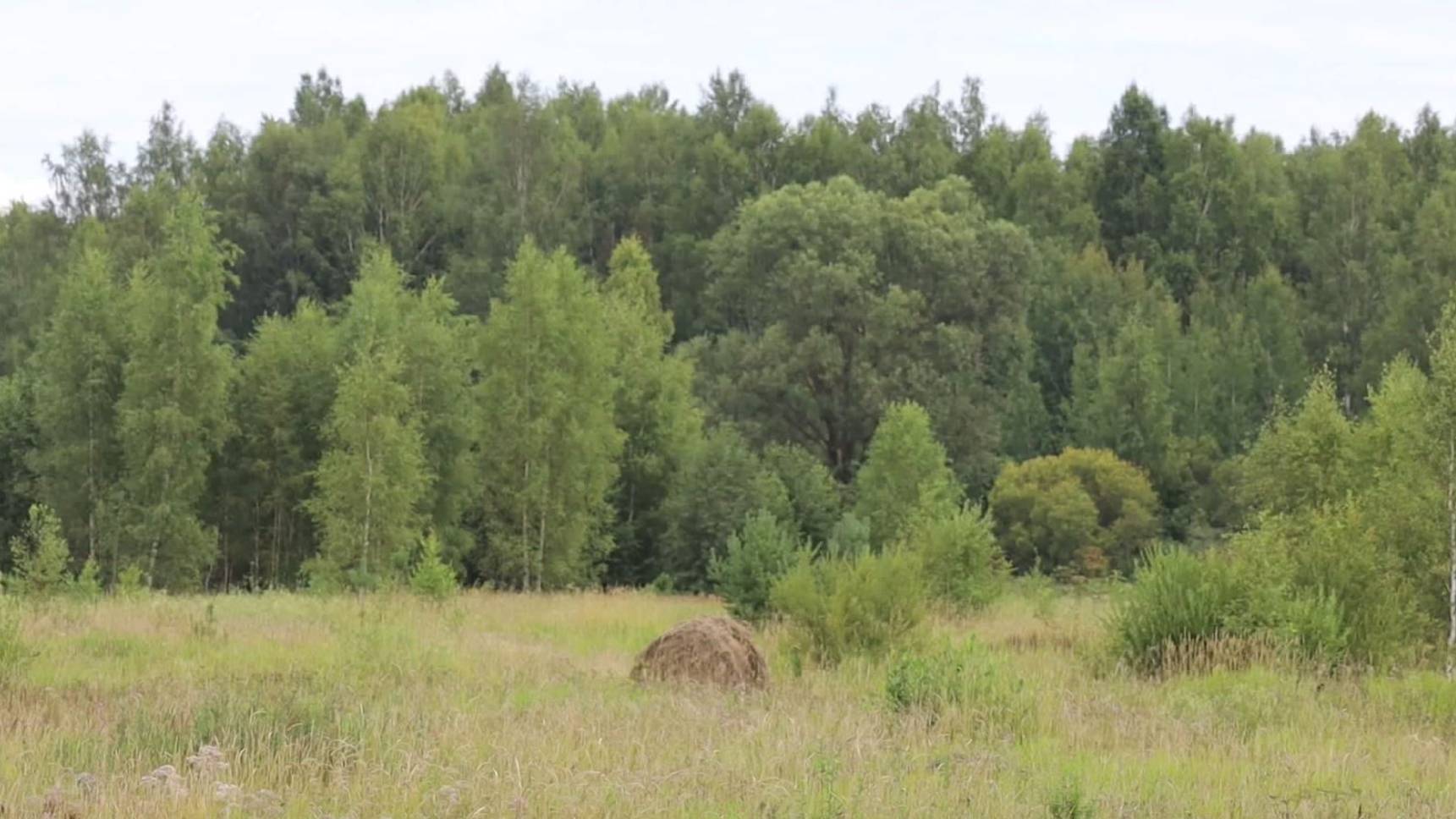 В региональном Министерстве лесного хозяйства подвели итоги полугодия смотреть онлайн