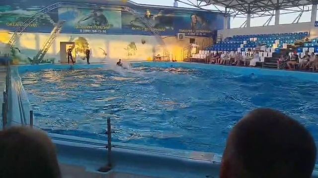 Шоу-представление в дельфинарии станицы Голубицкой смотреть онлайн
