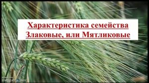 Урок. Общая характеристика семейства злаковые