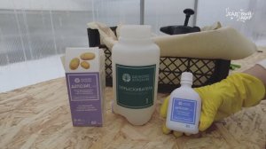 Обработка клубней картофеля от болезней и вредителей перед посадкой