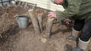 Прививка яблони за кору с февраля по апрель месяц