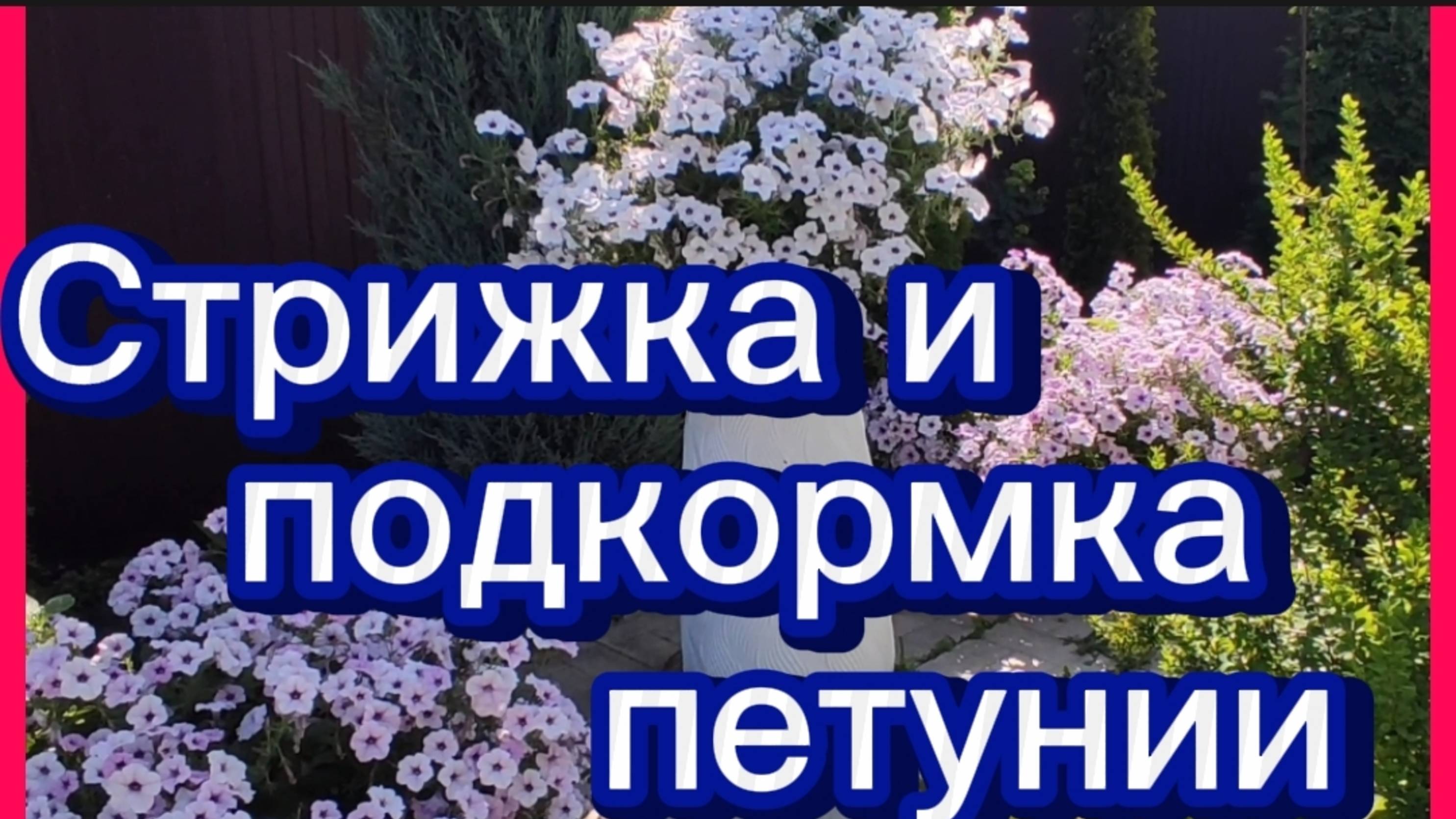 Обрезка и подкормка петунии смотреть онлайн
