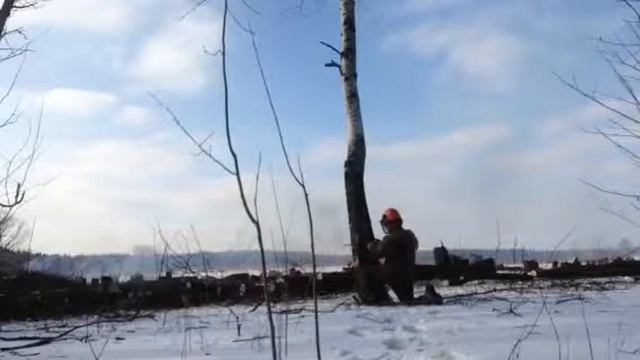 Валка деревьев - Liwood