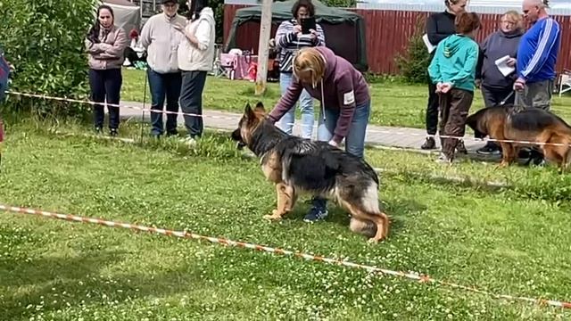 ПОДРОСТКИ СУКИ ДШ / КЧК ВОЛОГДА 5 июля`25 В.Киселева Моно немецких овчарок