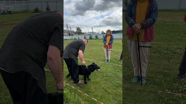 ЩЕНКИ СУКИ ДШ / КЧК ВОЛОГДА 5 июля`25 В.Киселева Моно немецких овчарок