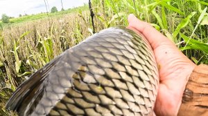 ЭТА приманка ЛОВИТ рыбу КОГДА НЕ КЛЮЁТ. ВОТ ЭТО УДАРЫ! Рыбалка на спиннинг в 2025