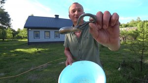 НАЧИНАЮ ПРИВЫКАТЬ К СОСЕДСТВУ. ЖИЗНЬ в ЛЕСУ на КРАЮ БОЛОТА. №351