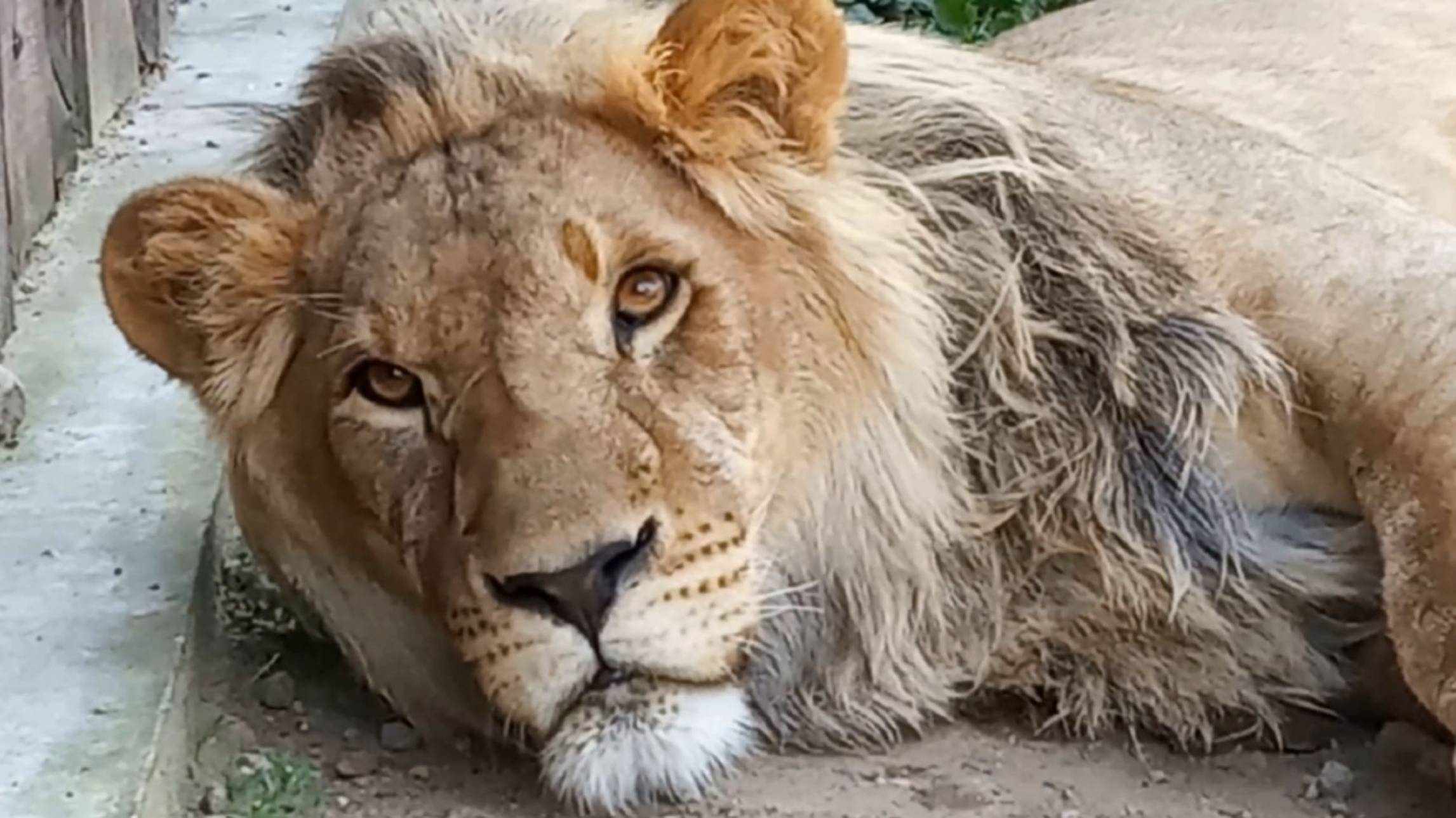 Лев ШЕРХАН с мясом до трона не дотянул. Тихие игры Шерхана. Тигрица СИМОЧКА решила, что она рыбка. смотреть онлайн