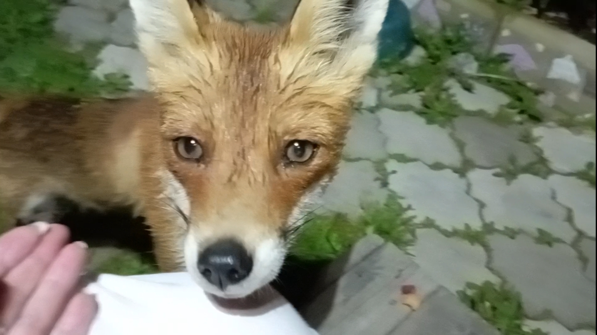 (1065) Лиса приходит в гости. Июль 2025 смотреть онлайн