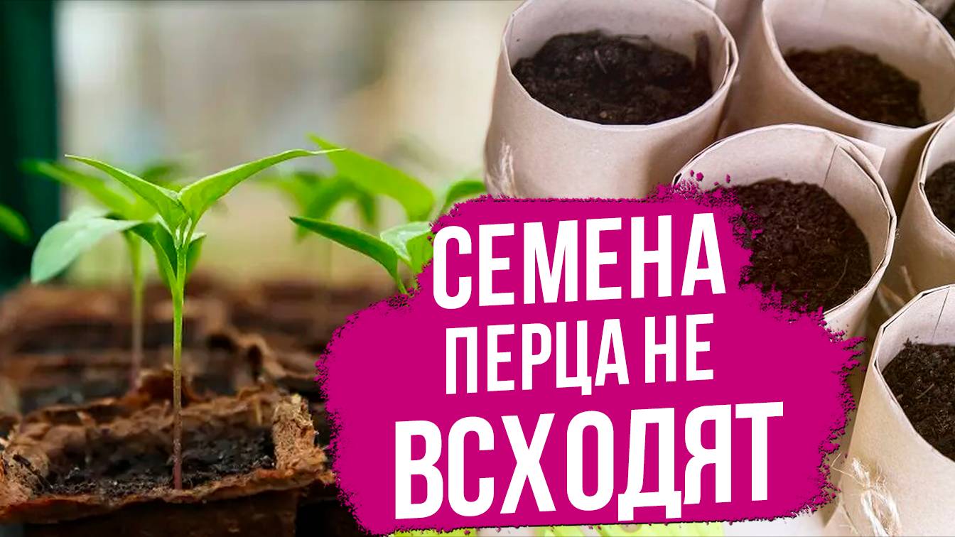 Почему семена перца не всходят?