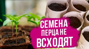 Почему семена перца не всходят?