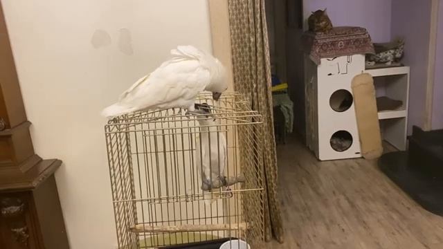 Лиса, пудель, попугай и кот — вот для кого предназначен этот диван.