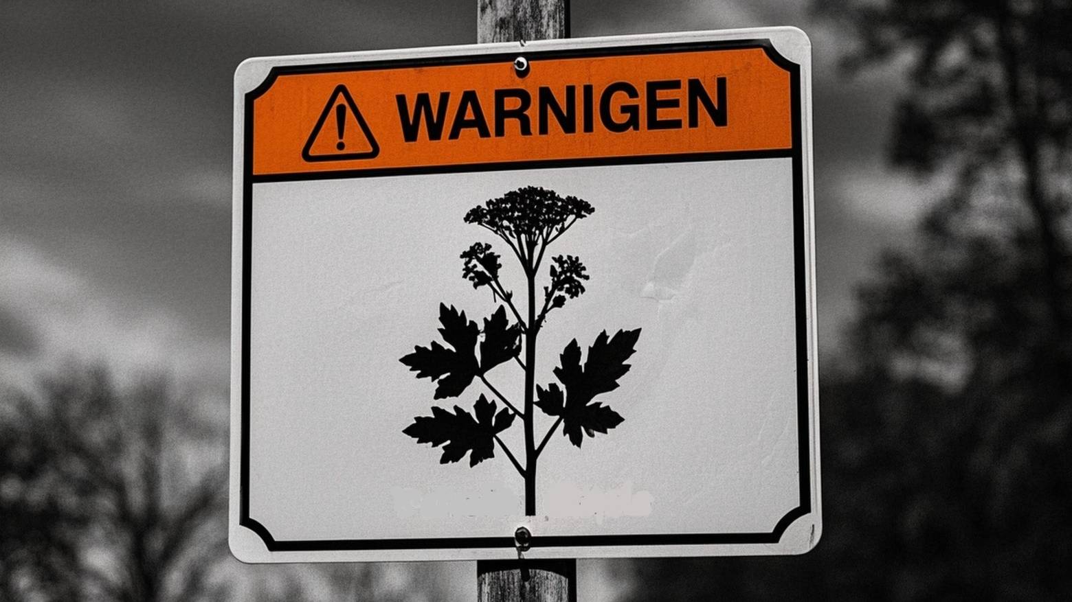 Штрафы за неуборку борщевика на своих земельных участках смотреть онлайн