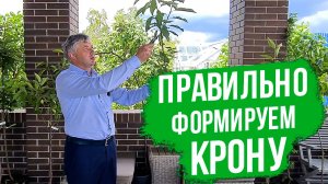 Как сформировать крону у плодовых саженцев?