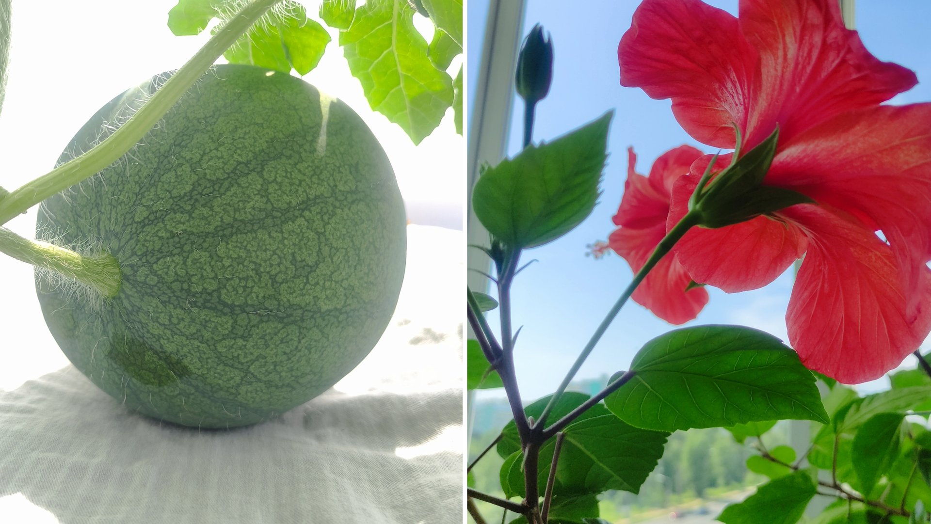 Выращиваю арбуз на балконе, 6 дней после опыления. Кобея на балконе.Цветение Гибискуса.15 июля 2025. смотреть онлайн