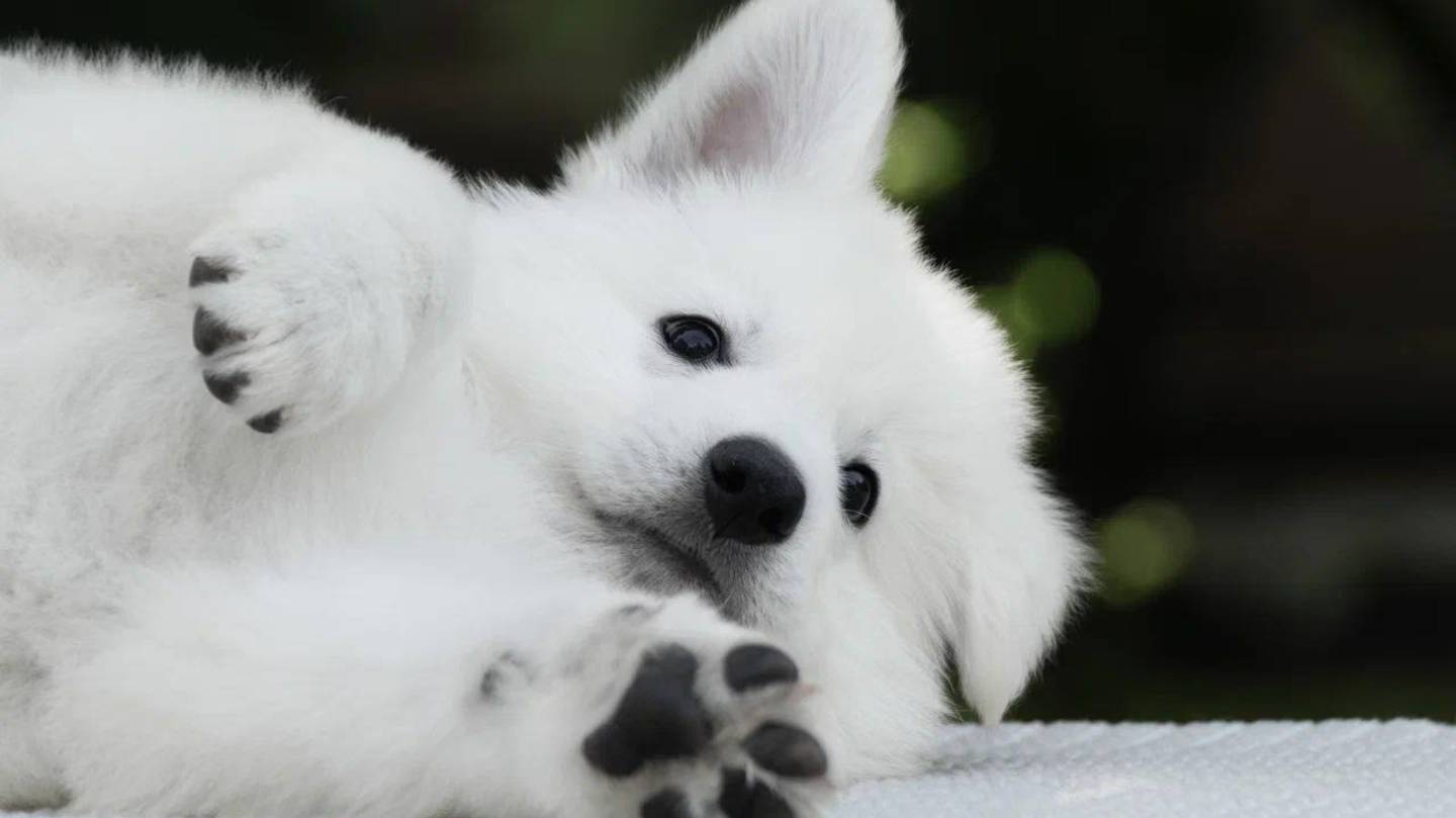 76 помет, X-3 IZBB. Компания мальчиков: Черный, Фиолетовый, Оранжевый