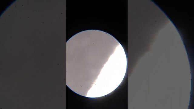 капелька болота и что я в ней нашёл