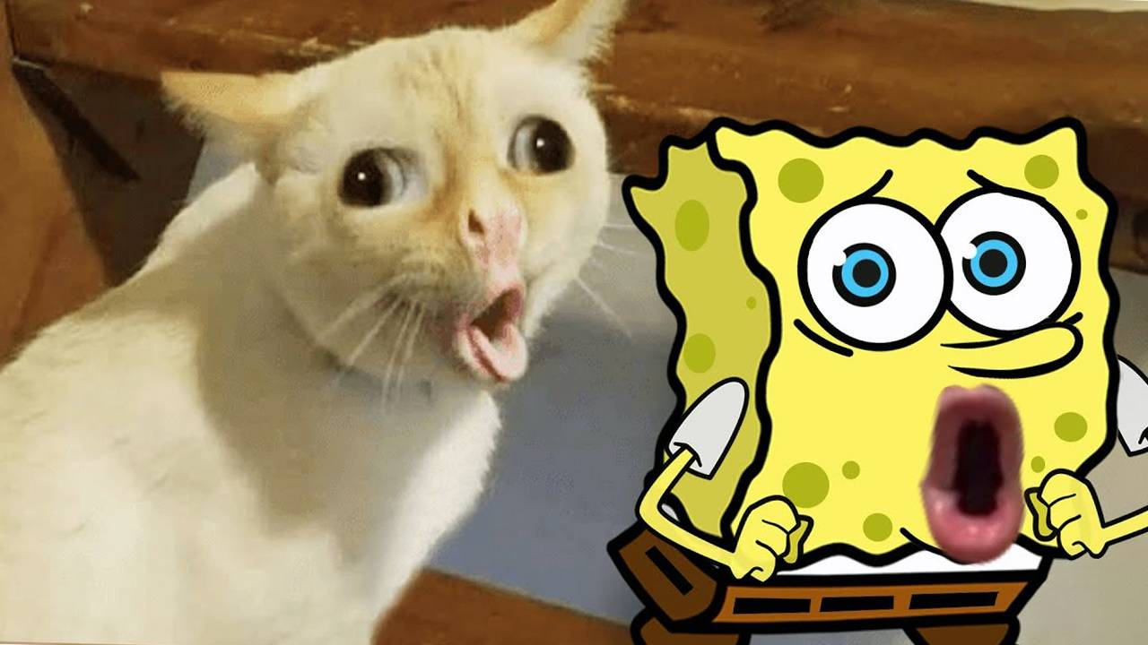 Мультики про Спанч Боба и котиков. Мультики малышам. Спанч боб шутит над домашними животными смотреть онлайн