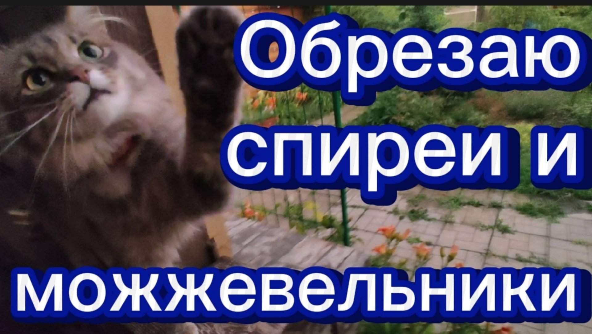 Обрезала спиреи и молодые можжевельники. Гроза и красота... смотреть онлайн