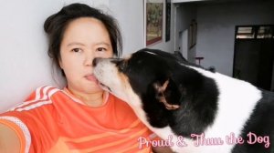 Как собаки реагируют на поцелуи