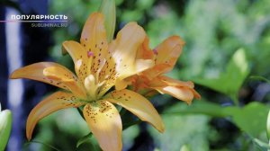 💥Стать звездой. 
👍🏻Получить громадную популярность, грандиозный успех, признание и добрую славу.