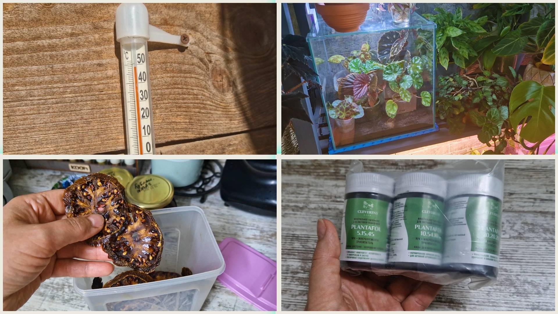 Спасаю себя и оранжерею в жару. Сушеные помидоры. Целый набор питания для комнатных цветов. смотреть онлайн