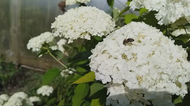 Дела огородные с самого утра. Помидоры требуют усиленную подвязку. смотреть онлайн