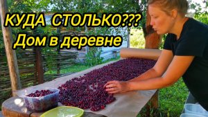 КУПИЛИ ДОМ В ДЕРЕВНЕ | Что происходит на огороде | Куда столько | Дом в деревне