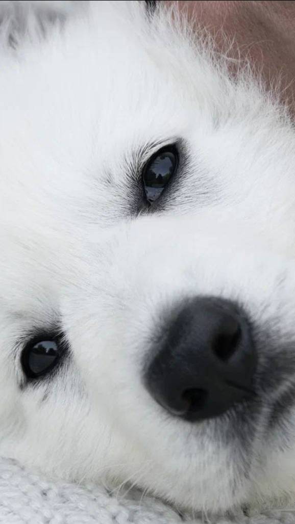 76 помет, X-3 IZBB. Компания девочек: Малиновая, Красная, Розовая