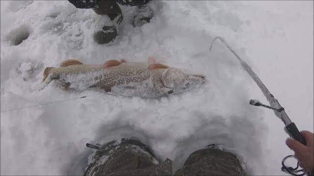 БОЛЬШАЯ ЩУКА!!! BIG PIKE зимой на жерлицу