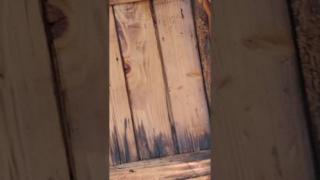 Всё от выхода роя до его снятия