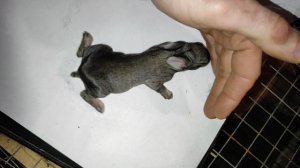 Взросление крольчат с первых суток. 6-й день. Крольчонок породы Советская шиншилла