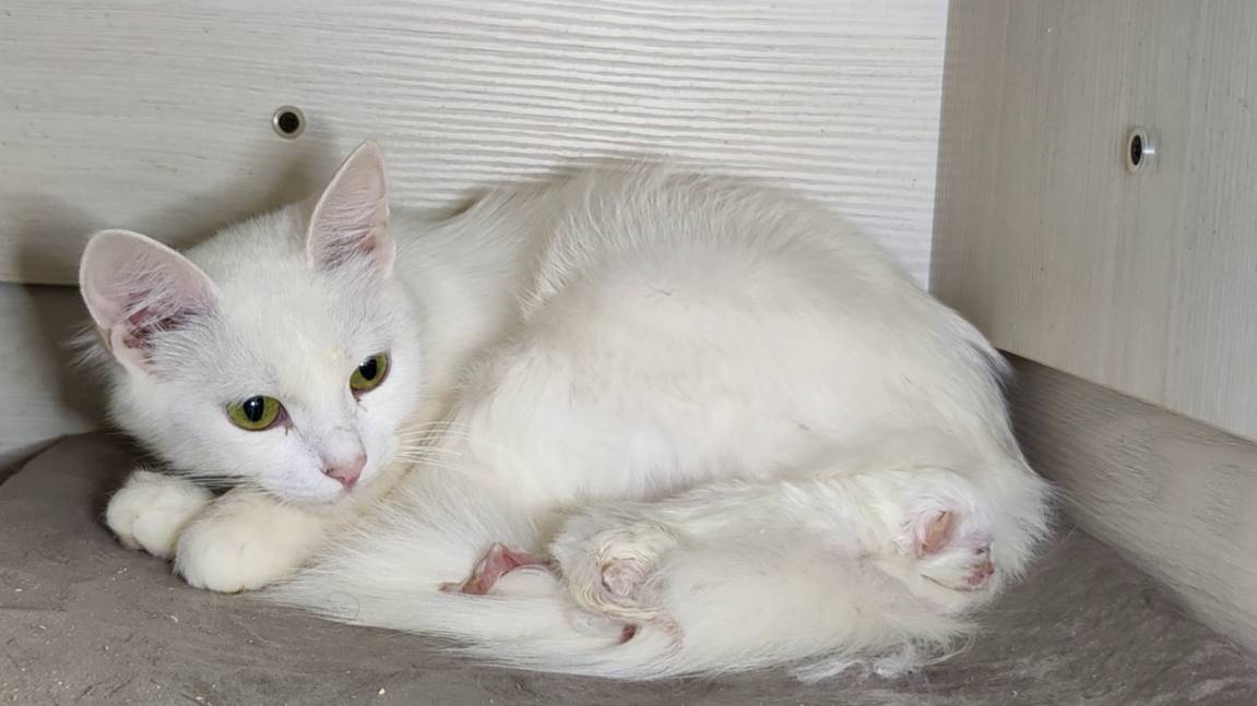 Мама-кошка разговаривает с новорожденным котёнком. Мама-кошка заботится о котёнке. смотреть онлайн