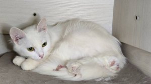 Мама-кошка разговаривает с новорожденным котёнком. Мама-кошка заботится о котёнке.