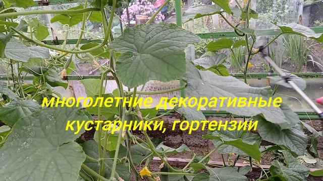 2074.  Заключительный аккорд в трилогии об огурчиках.