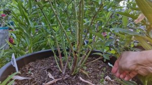 Какие сорта голубики начали созревать.